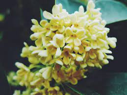 Có thể nói, quan niệm thời xưa không hẳn là mê tín, lạc hậu. Nó mang trong mình vẻ đẹp của một nền văn hóa cổ xưa. Ngày nay, nhiều gia đình vẫn ảnh hưởng những quan niệm này.