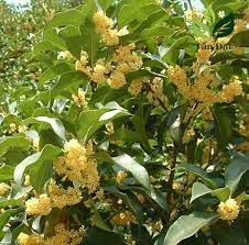 Ngoài việc làm cảnh, năm loại cây vẫn mang ý nghĩa tài lộc, phú quý cho mọi người. (Thông tin trong bài chỉ mang tính tham khảo).