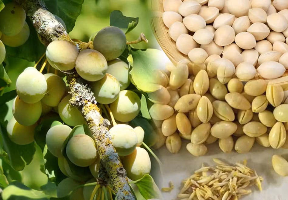 Mọi người thường cho là màu vàng kim của lá bạch quả giống với màu vàng bạc. Do vậy nên người xưa thường hay trồng cây bạch quả để mong gia đình được giàu sang, phú quý. 