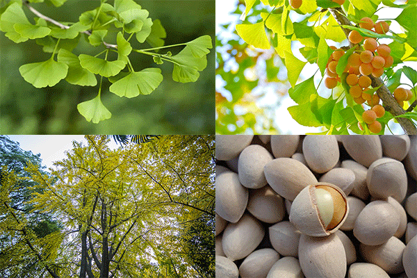 Lá cây vào mùa thu có màu vàng rực rỡ, vốn là loài cây nhiều lá nên khi chuyển sang màu vàng người ta thường bị vẻ đẹp tráng lệ này cuốn hút.