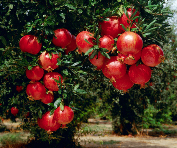 Đối với mỗi người, cây lựu có nhiều giá trị. Chúng vừa có thể làm cảnh mà quả lựu có thể ăn. Khi chín quả lựu không chỉ to mà còn có màu đỏ tươi, hương vị thanh mát. Nên đây là loại quả mà nhiều người muốn thưởng thức.