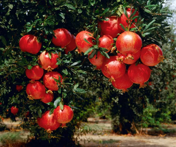 Đối với mỗi người, cây lựu có nhiều giá trị. Chúng vừa có thể làm cảnh mà quả lựu có thể ăn. Khi chín quả lựu không chỉ to mà còn có màu đỏ tươi, hương vị thanh mát. Nên đây là loại quả mà nhiều người muốn thưởng thức.