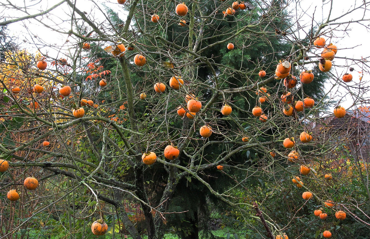 Từ đó mà những người cầu mong có con cháu đầy nhà rất thích cây hồng, ‘trĩu quả’ mang ý nghĩa là nhà có con cháu đầy đàn, của cải, tài lộc dồi dào dài lâu. 