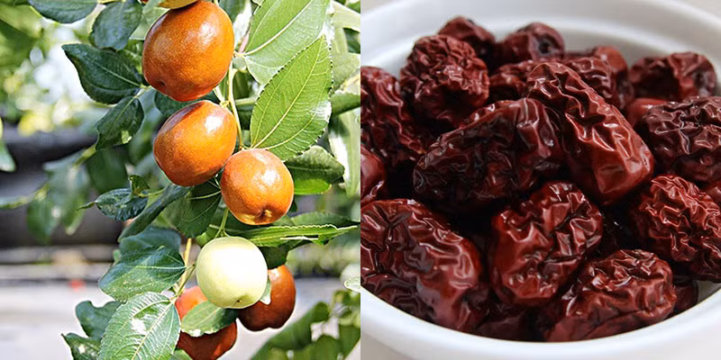 Quả táo tàu có vị ngọt thanh, mang giá trị dinh dưỡng cao. Người xưa coi đây như là một vị thuốc thần. Trong y học, táo tàu giúp cải thiện giấc ngủ, ngăn ngừa ung thư, điều hòa lưu thông máu...