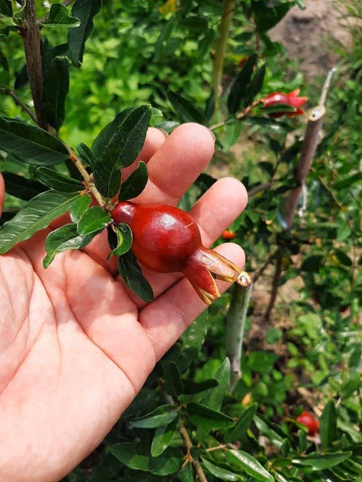 Ngoài ra, loại cây không chỉ có sức sống mãnh liệt mà về hình thức trông cũng rất tao nhã. Hoa lựu có màu đỏ rực rõ, khi nở thành quả, chúng lủng lẳng trên cành tạo cho người ta cảm giác phấn chấn, sung túc và hạnh phúc.