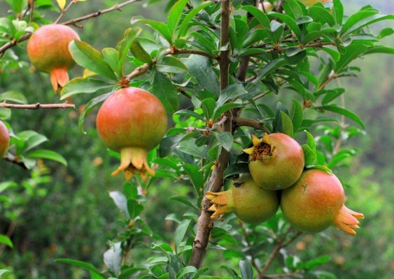 Trên thực tế, cây lựu không kén môi trường sinh trưởng, rất dễ sống nên được mọi người thích trồng.