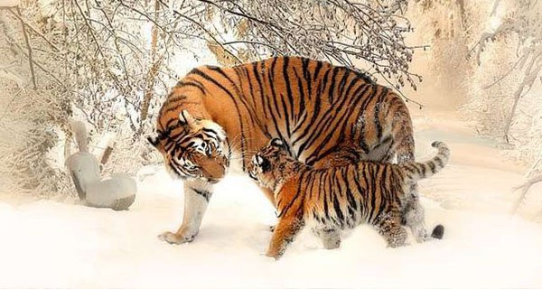 Trong 2 tháng tới, Dần được Thần Tài hết lòng ủng hộ. Mọi cơ hội mà Dần nắm bắt được đều giúp còn giáp này gặt hái được thành quả xứng đáng. 