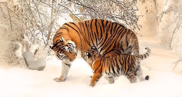 Trong 2 tháng tới, Dần được Thần Tài hết lòng ủng hộ. Mọi cơ hội mà Dần nắm bắt được đều giúp còn giáp này gặt hái được thành quả xứng đáng. 