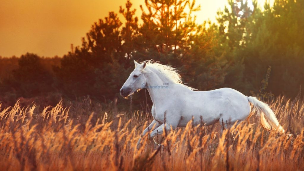 Tuổi Ngọ sẽ nhận được những thay đổi tích cực trong cả cuộc sống, tình cảm, sự nghiệp. Khi cơ hội làm giàu đến, tuổi Sửu nên nắm bắt để không bỏ lỡ cơ hội duy nhất để xây dựng cuộc sống đủ đầy, viên mãn hơn. 