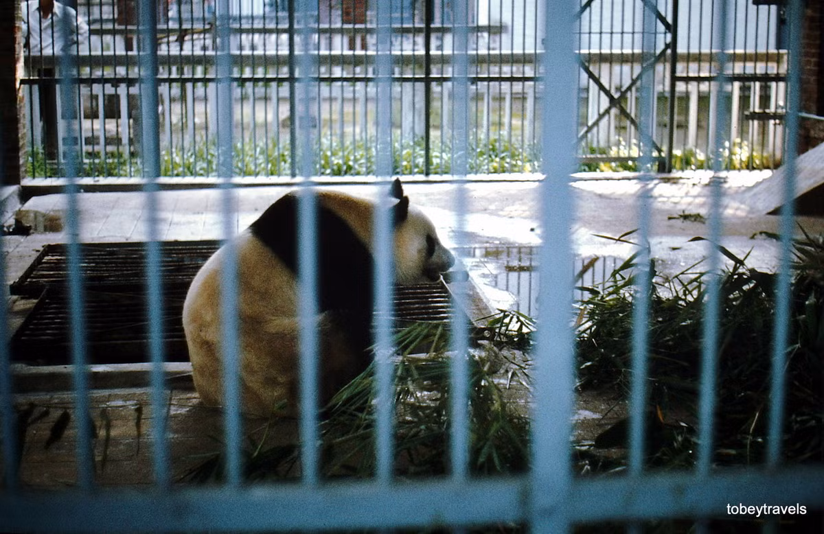 Con gấu trúc trong sở thú Quảng Châu.