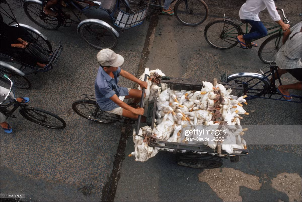 Vịt được chở ra chợ bằng xe ba gác.