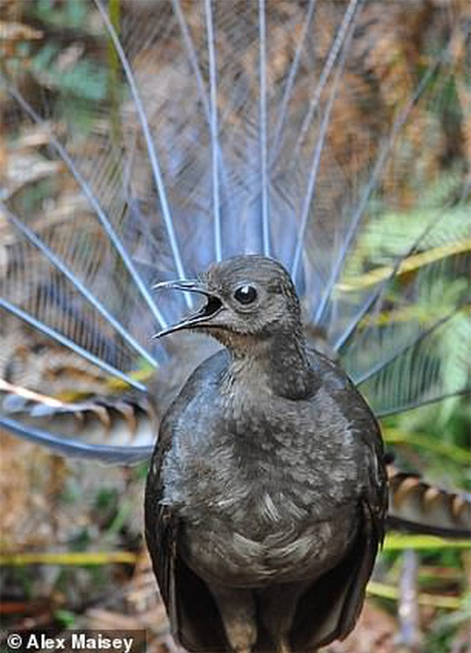 Tan muc loai chim co phong cach “tan gai” vo dich thien ha-Hinh-2