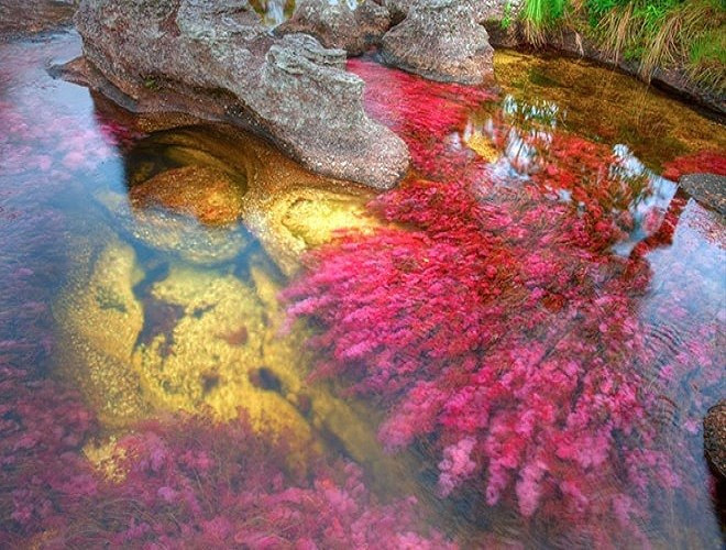 “Dòng sông cầu vồng” Caño Cristales ở tỉnh Meta, Colombia. Vào giai đoạn chuyển mùa giữa mùa khô và mùa mưa, có một loại cây mọc dưới sông chuyển sang màu đỏ tươi, cam vàng hay nâu sậm