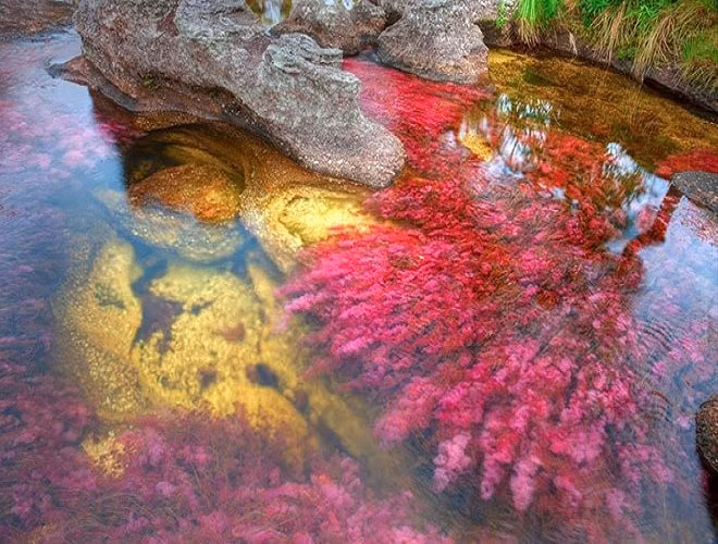 “Dòng sông cầu vồng” Caño Cristales ở tỉnh Meta, Colombia. Vào giai đoạn chuyển mùa giữa mùa khô và mùa mưa, có một loại cây mọc dưới sông chuyển sang màu đỏ tươi, cam vàng hay nâu sậm