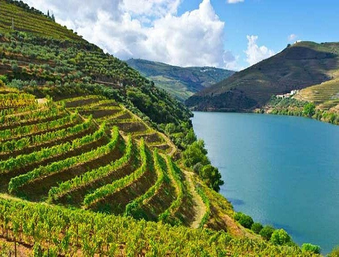 Với khí hậu ôn hòa cùng điều kiện thuận lợi về thổ nhưỡng đã rải lên vùng thung lũng Dourno dọc bờ sông những cánh đồng nho xanh tươi mênh mông (nguồn: Kiến Thức)