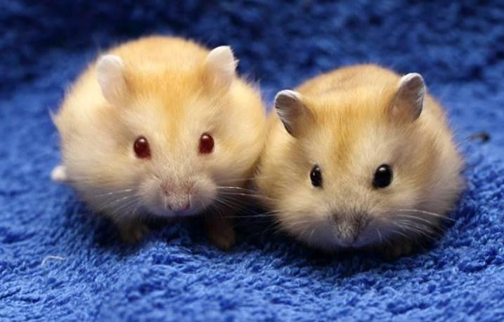 3 cap doi cung tuoi ket hon se vien man, 