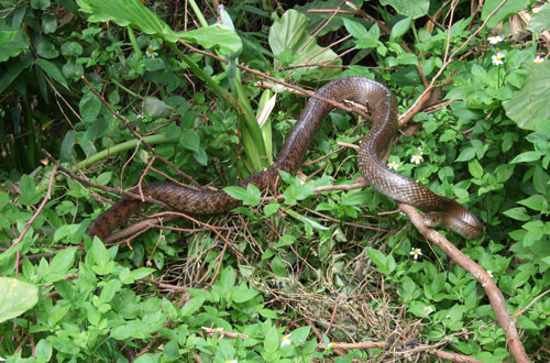 10. Rắn Elaphe Carinata.