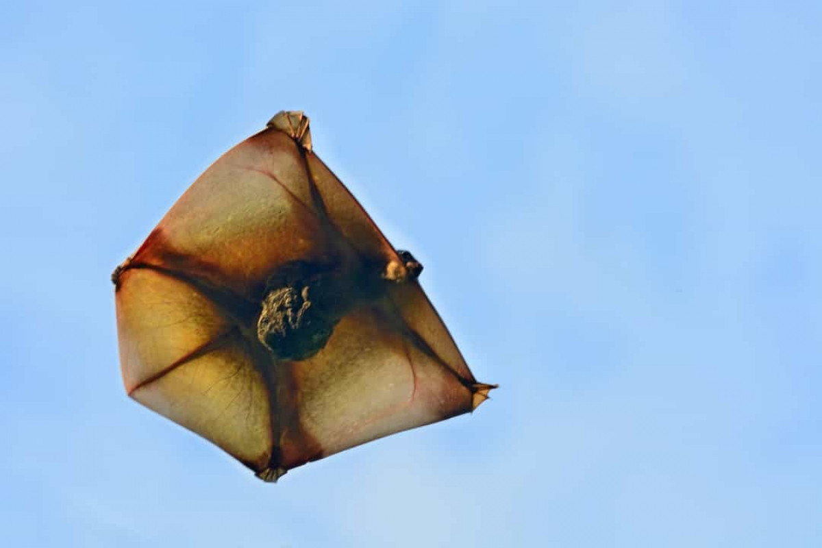 Đây là hình dáng độc đáo của một chú chồn bay khi di chuyển từ cây này sang cây khác.