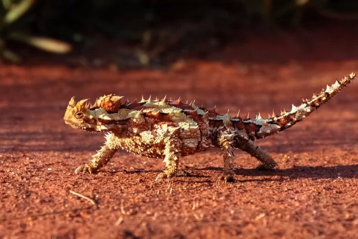 Thằn lằn quỷ gai dài khoảng 20cm và sống ở Australia. Mặc dù cả cái tên và vẻ ngoài có vẻ hung dữ nhưng chúng thực sự chỉ ăn kiến.