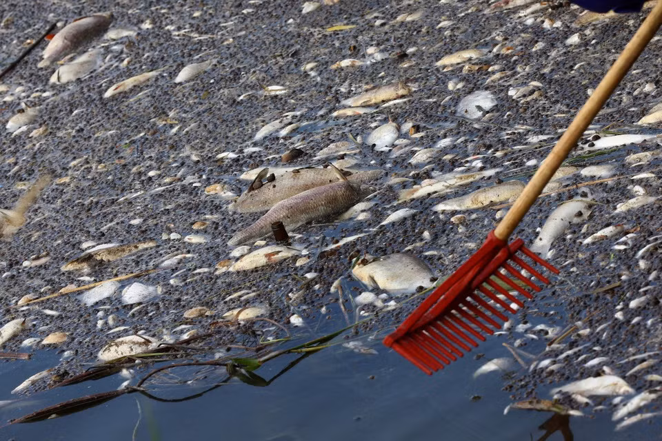 br/> Dù các nhà khoa học đã phân tích nhiều mẫu thử, họ vẫn chưa thể xác định chính xác đâu là nguyên nhân khiến cá chết hàng loạt. Bộ trưởng Môi trường Ba Lan Anna Moskwa hôm 18/8 cho biết tảo vàng có thể là nguyên nhân.