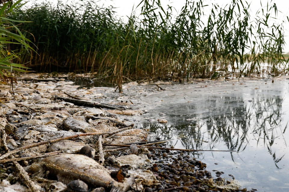 br/> Với sự giúp đỡ của người dân địa phương, Thị trưởng Wrobe sử dụng chĩa để vớt xác cá chết từ dưới sông. Một thời gian sau, cơ quan chức năng Ba Lan mới có mặt để hỗ trợ thu gom xác cá chết.