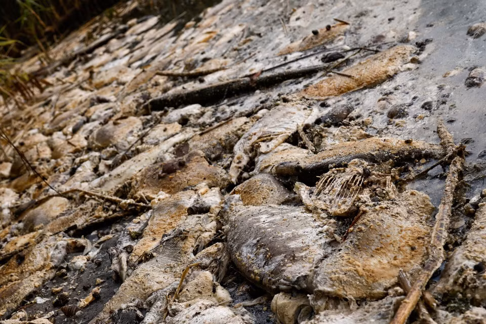 br/> Xác cá chết ở khúc sông gần làng Widuchowa.