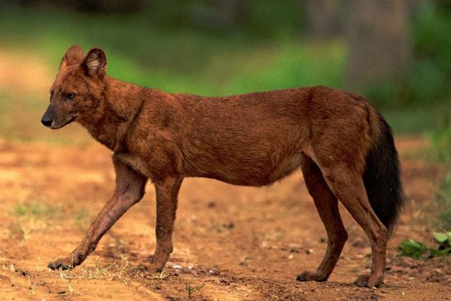 3. Sói lửa. Sói lửa hay chó sói lửa, sói đỏ hay còn biết đến với các tên khác như Chó hoang châu Á, Chó hoang Ấn Độ là một loài thú ăn thịt thuộc họ Chó, thành viên duy nhất của chi Cuon. Chúng là loài có tính xã hội cao, sống thành từng bầy nhỏ.