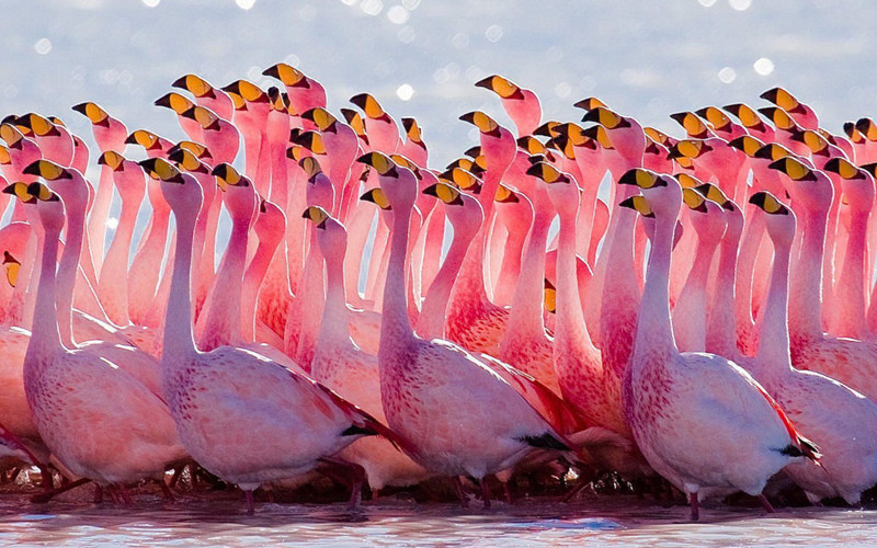 Hồng hạc: Hồng hạc có lẽ là loài chim dễ nhận biết nhất trên thế giới. Bộ lông màu hồng tía tuyệt đẹp tự khiến nó trở nên nổi bật đặc biệt giữa các loài chim khác. Có 6 loài hồng hạc sống ở mọi nơi trên thế giới, trừ Nam Cực. Một con chim hồng hạc trưởng thành có trọng lượng lên đến 3,6 kg. Chúng có chiếc cổ và đôi chân dài, cho phép bắt cá nhỏ, ấu trùng và sinh vật phù du dưới nước bùn. Ảnh: Tqn.com.