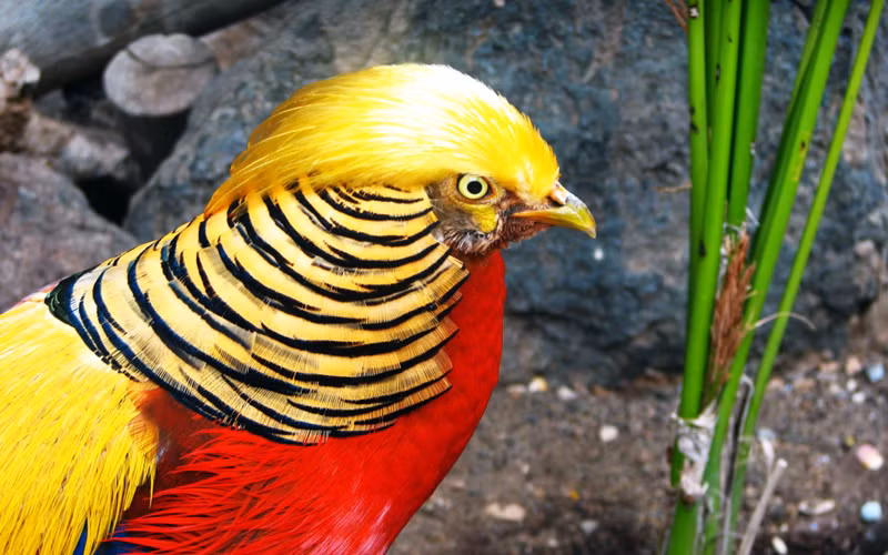  Chim trĩ vàng: Loài trĩ vàng nổi tiếng với bộ lông vàng rực rỡ, kết hợp màu đỏ tươi và xanh xanh lá cây. Phần cổ có màu nâu nhạt. Con cái nhiều màu sắc hơn con đực. Phần bên sườn có đỏ đặc biệt, giữa đuôi cũng những sợi lông màu đen nổi bật. Chúng sống trong các khu rừng rậm rạp ở Trung Quốc, dành dành phần lớn thời gian trên mặt đất, tìm ăn các quả mọng, hạt và côn trùng. ẢnhAlphacoders.com.