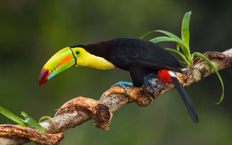 Chim Keel Billed Toucan: Đây là một trong những loài chim có hình dáng gây kinh ngạc nhất thế giới, sống trong các cánh rừng ở Trung và Nam Mỹ. Chúng có chiếc mỏ cực lớn, có thể dài tới 20 cm và nhiều màu sắc. Mỏ của chúng là sự pha trộn giữa màu xanh lá cây, màu đỏ và màu vàng. Chiếc mỏ ấn tượng này là công cụ để thu hút con cái trong mùa sinh sản và cũng là một vũ khí. Bộ lông trên thân có màu đen, cổ và ngực màu vàng. Ảnh: Alphacoders.com.