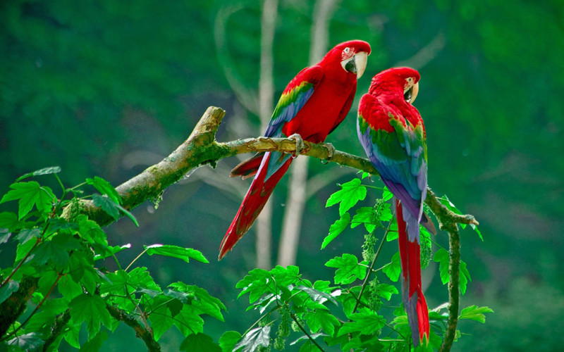Vẹt đỏ đuôi dài (Scarlet macaw): Vẹt đỏ đuôi dài là một trong những thành viên đẹp nhất và lớn nhất của họ chim vẹt. Chúng sống trong các rừng rậm ở Trung và Nam Mỹ, nổi tiếng với bộ lông đỏ tươi, lưng màu xanh, cánh màu vàng và xanh lục. Chiếc mỏ cong khỏe mạnh, phần trên màu trắng, phần dưới màu đen là một đặc điểm đáng chú ý khác của loài này. Một con vẹt đỏ đuôi dài trưởng thành có chiều dài từ 80-90 cm và nặng đến 1,5 kg. Tuổi thọ từ 40-50 năm. Trong điều kiện sống lý tưởng, chúng có thể tồn tại đến 75 năm. Ảnh: 7wallpapers.net.