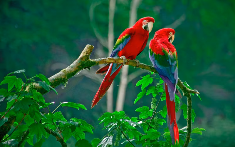 Vẹt đỏ đuôi dài (Scarlet macaw): Vẹt đỏ đuôi dài là một trong những thành viên đẹp nhất và lớn nhất của họ chim vẹt. Chúng sống trong các rừng rậm ở Trung và Nam Mỹ, nổi tiếng với bộ lông đỏ tươi, lưng màu xanh, cánh màu vàng và xanh lục. Chiếc mỏ cong khỏe mạnh, phần trên màu trắng, phần dưới màu đen là một đặc điểm đáng chú ý khác của loài này. Một con vẹt đỏ đuôi dài trưởng thành có chiều dài từ 80-90 cm và nặng đến 1,5 kg. Tuổi thọ từ 40-50 năm. Trong điều kiện sống lý tưởng, chúng có thể tồn tại đến 75 năm. Ảnh: 7wallpapers.net.