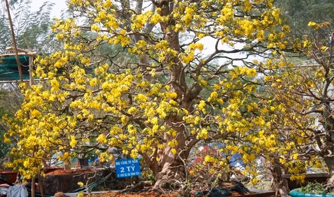 Chợ hoa xuân Phú Mỹ Hưng 2018 là nơi cây mai vàng của nghệ nhân Thanh Viễn được bày bán. Ngay khi mới xuất hiện, cây mai vàng độc đáo này đã nhận được sự chú ý của đông đảo nghệ nhân cây kiểng và du khách đến thăm quan.