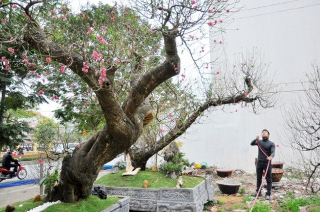 Những gốc đào có tuổi đời vài chục đến gần 100 năm tuổi thường được cho thuê với giá từ vài chục triệu đồng đến 150 triệu đồng tuỳ tuổi đời, vóc dáng.