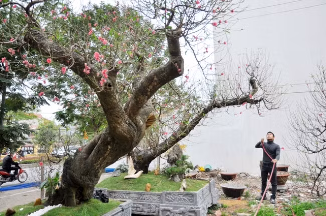Những gốc đào có tuổi đời vài chục đến gần 100 năm tuổi thường được cho thuê với giá từ vài chục triệu đồng đến 150 triệu đồng tuỳ tuổi đời, vóc dáng.