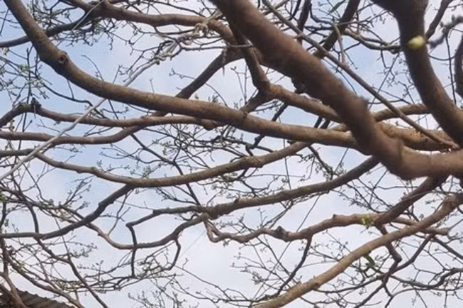 Chỉ cần đi ngang qua cầu Quang Trung thuộc quận Cái Răng, thành phố Cần Thơ, bạn sẽ có thể dễ dàng bắt gặp cây mai vàng “khủng” này. Hiện cây mai của ông Phương đang được rao bán với giá khoảng 1,6 tỷ đồng.