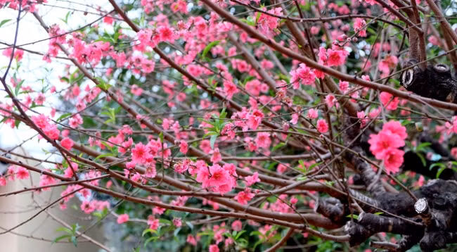 Từ một cây đào nhỏ được ông Lâm mua về trồng trong vườn nhà, sau gần 20 năm, cây đào này đã đạt chiều cao khoảng 4m, tán rộng hơn 6m và có thế cổ thụ rất đẹp.