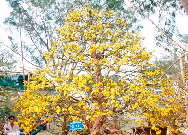 Sau khi ra mắt, cây mai đã được định giá với mức giá lên tới 2 tỷ đồng - tương đương với giá 1 căn chung cư.