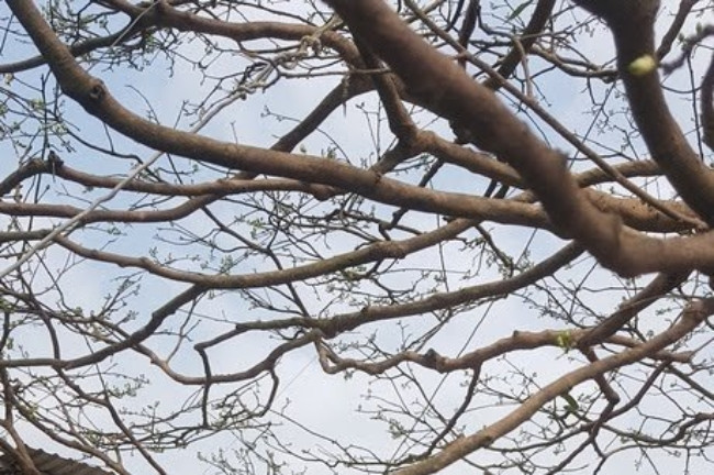 Chỉ cần đi ngang qua cầu Quang Trung thuộc quận Cái Răng, thành phố Cần Thơ, bạn sẽ có thể dễ dàng bắt gặp cây mai vàng “khủng” này. Hiện cây mai của ông Phương đang được rao bán với giá khoảng 1,6 tỷ đồng.