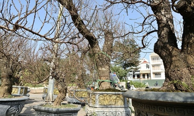 Bên cạnh siêu đào của ông Lâm, giữa lòng thủ đô Hà Nội cũng có những cây đào hàng trăm tuổi nổi tiếng với vẻ ngoài lộng lẫy, bề thế.