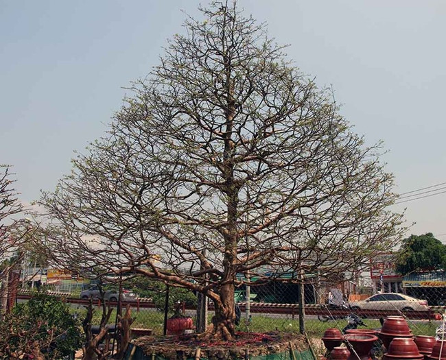 Một cây mai "khủng" khác đẹp không kém thuộc về ông Tạ Trần Hoàng Phương ở thành phố Cần Thơ. Ông chia sẻ, cây mai hiện ông đang sở hữu được mua lại từ một nhà vườn chuyên làm kiểng ở Vĩnh Long.