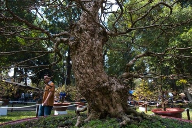 Ngoài những cây đào trăm tuổi, cây mai vàng 300 tuổi của nghệ nhân Nguyễn Tấn Lãm cũng từng “gây sốt” trong giới cây kiểng.