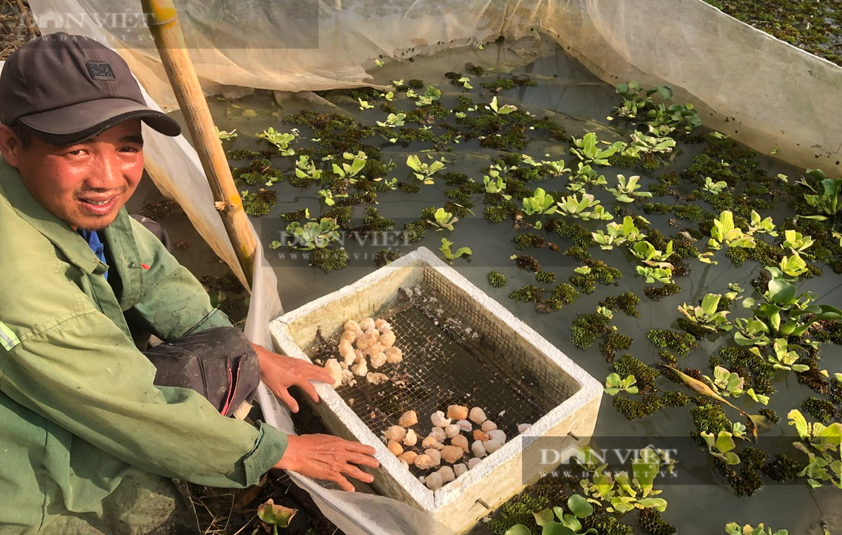 Nong dan Binh Thuan nuoi oc trong vuon sau rieng thu tien ty-Hinh-4