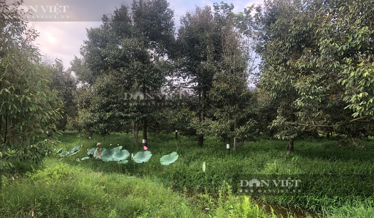 Nong dan Binh Thuan nuoi oc trong vuon sau rieng thu tien ty-Hinh-3