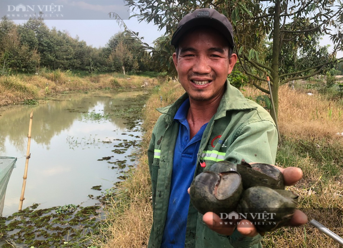 Nong dan Binh Thuan nuoi oc trong vuon sau rieng thu tien ty