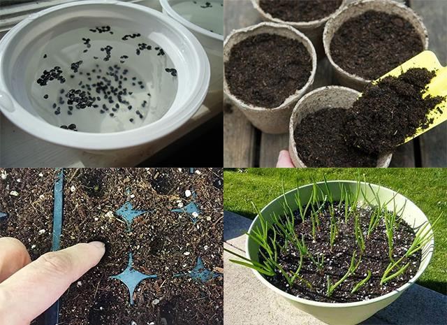 Loại rau gia vị dễ trồng đẩy lùi ung thư, giúp xương chắc khỏe - Hình 5 Loai rau gia vi de trong day lui ung thu, giup xuong chac khoe-Hinh-5