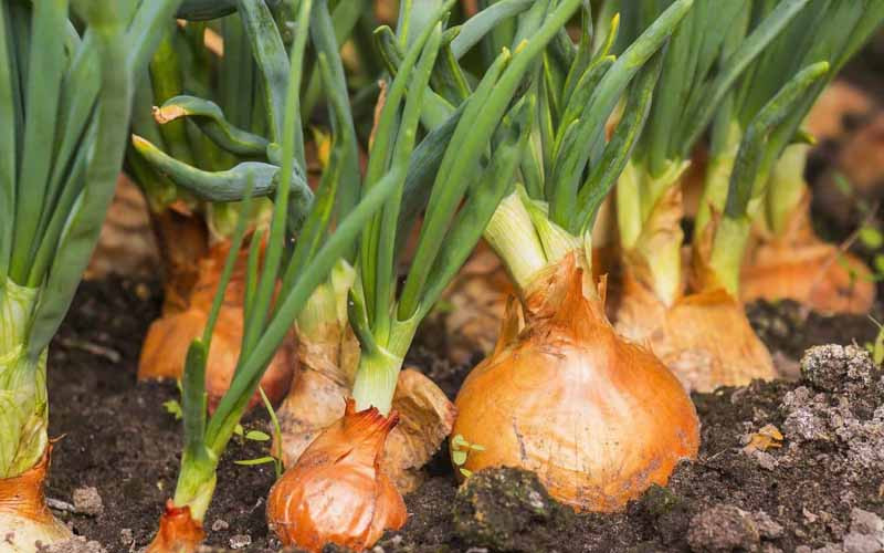 Loại rau gia vị dễ trồng đẩy lùi ung thư, giúp xương chắc khỏe - Hình 6 Loai rau gia vi de trong day lui ung thu, giup xuong chac khoe-Hinh-6