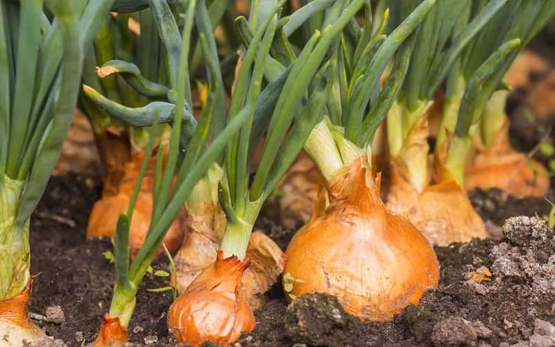 Loai rau gia vi de trong day lui ung thu, giup xuong chac khoe-Hinh-6