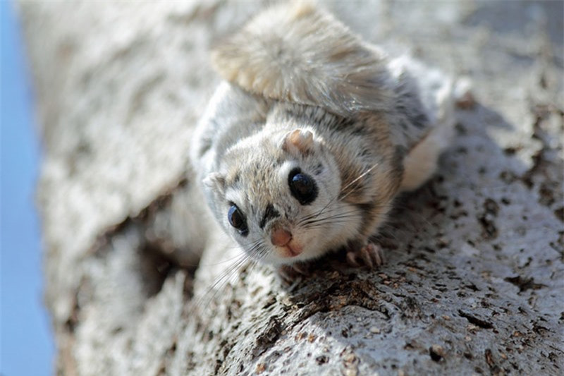 Mỗi lứa sóc bay lùn Nhật Bản sinh từ 2-3 con. 