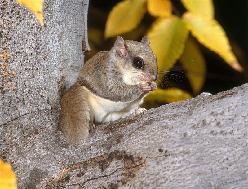 Thời gian mang thai của sóc bay lùn Nhật Bản khoảng 4 tuần.